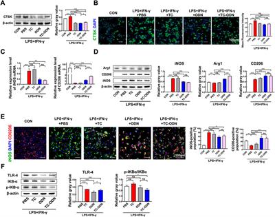 A multifunctional drug consisting of tetracycline conjugated with odanacatib for efficient periodontitis therapy